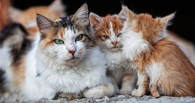 Coronavirus caused FIP outbreak, study reveals